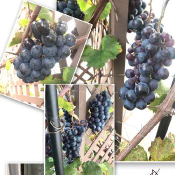 ブドウ棚の投稿画像一覧 Greensnap グリーンスナップ