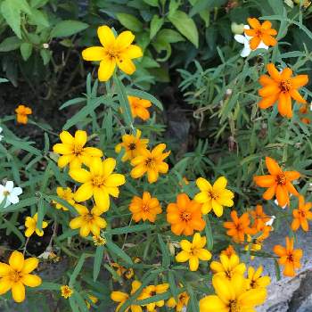 ジニアリネアリス 細葉百日草の投稿画像一覧 Greensnap グリーンスナップ