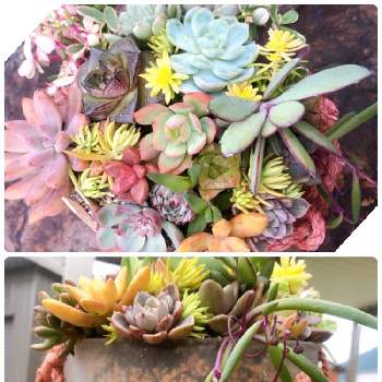 超初心者向けの寄せ植えの投稿画像一覧 Greensnap グリーンスナップ