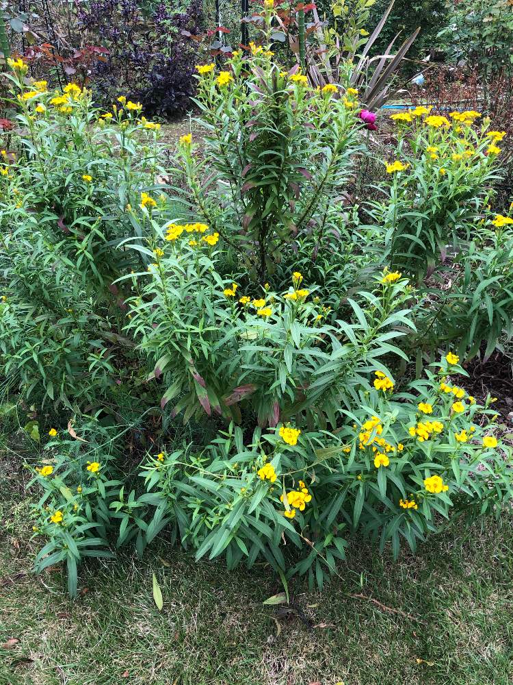 レモンマリーゴールドの投稿画像 By ラックスさん 月10月22日 Greensnap グリーンスナップ