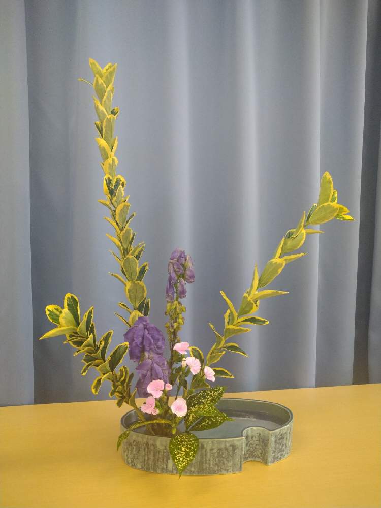 トリカブトの投稿画像 By どどどんさん 撫子と斑入りマサキと部屋と渋いとはなのある暮らしと池坊と自由花といけばなと花のある暮らしと渋いとはなのある暮らしと池坊と自由花といけばなと花のある暮らし 月10月22日 Greensnap グリーンスナップ