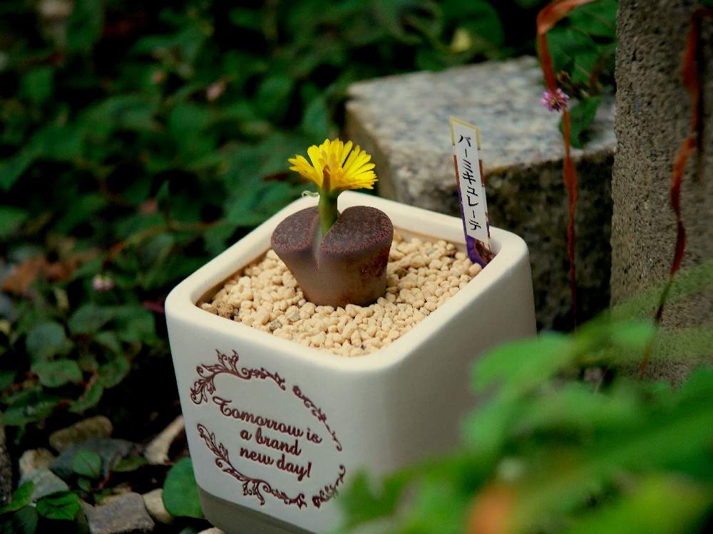 Dadfpmh61h9tr Cloudfront Net 10 22