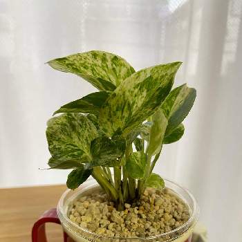 ツル性観葉植物の投稿画像一覧 Greensnap グリーンスナップ