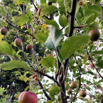 クラブアップルの投稿画像一覧 Greensnap グリーンスナップ