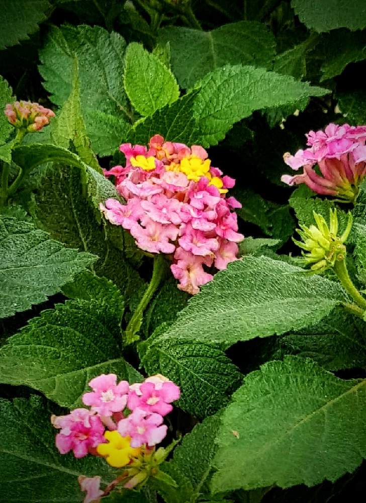 ランタナの投稿画像 By 花陽さん 七変化とありがとう とおさんぽとgsのみなさんに感謝 と私に花を 暮らしに華をと花のある暮らしとスマホで撮影 月10月22日 Greensnap グリーンスナップ