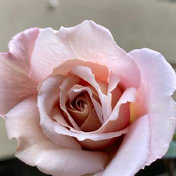 バラ グレイパールの画像 by ともえママさん | 小さな庭とバラ グレイパールと薔薇好きと薔薇のある暮らし♡と薔薇が好き❤