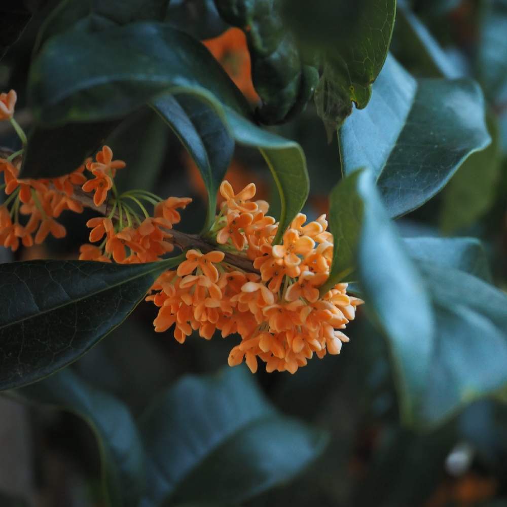 金木犀の投稿画像 By Youさん 小さな花と秋の花とオレンジの花とolympus 月10月22日 Greensnap グリーンスナップ