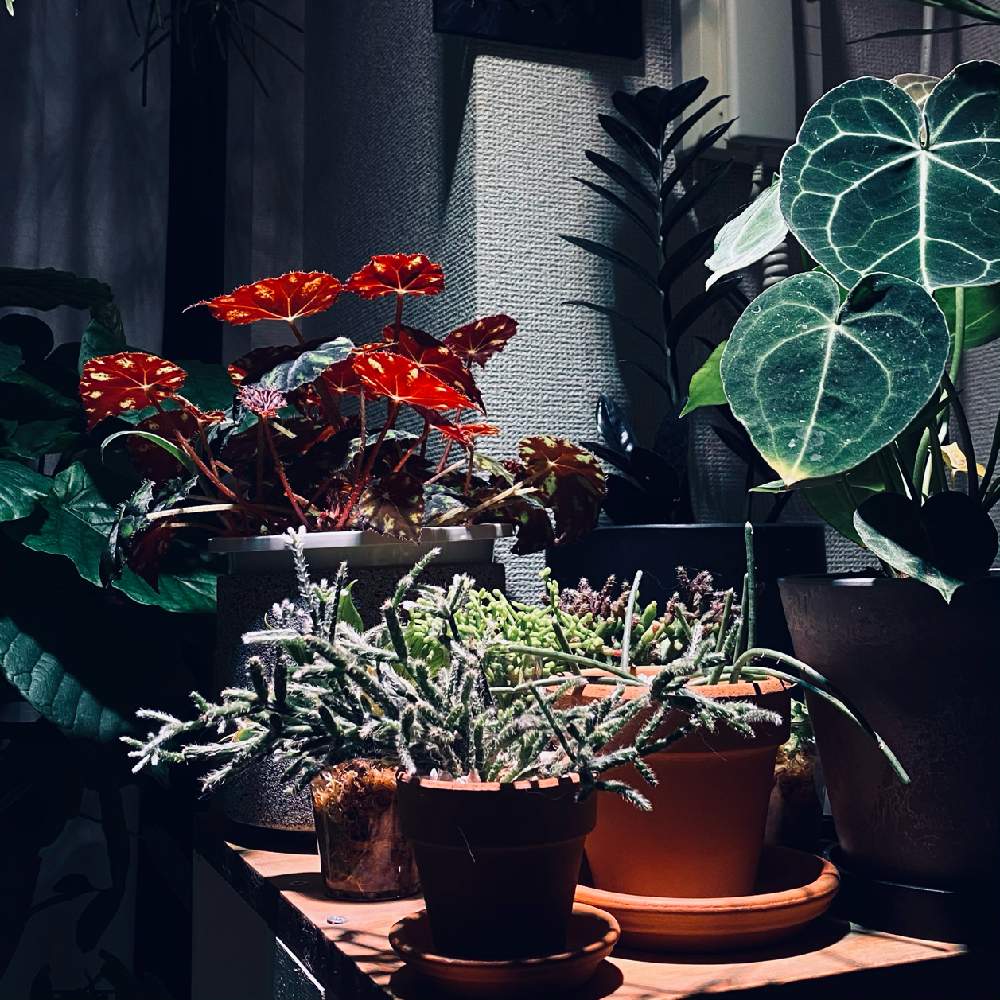 リプサリス ピロカルパの投稿画像 By Aiさん ザミオクルカス レイヴンとアンスリウムとアンスリウム クラリネルビウムとベゴニア タイガーと アンスリウム 原種とベゴニア原種と森林性サボテンとリプサリス属とサトイモ 科とaiベゴニア 月10月22日 Greensnap