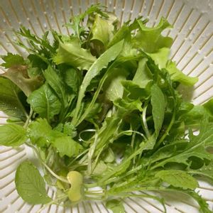 ガーデンレタスミックス.,冬野菜,順調,初めて育てます,葉もの野菜の画像