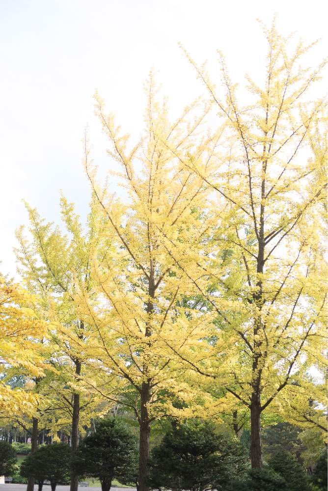 お出かけ先の画像 by satoさん | お出かけ先とイチョウと黄葉とnikond750と伏古公園と北海道と札幌