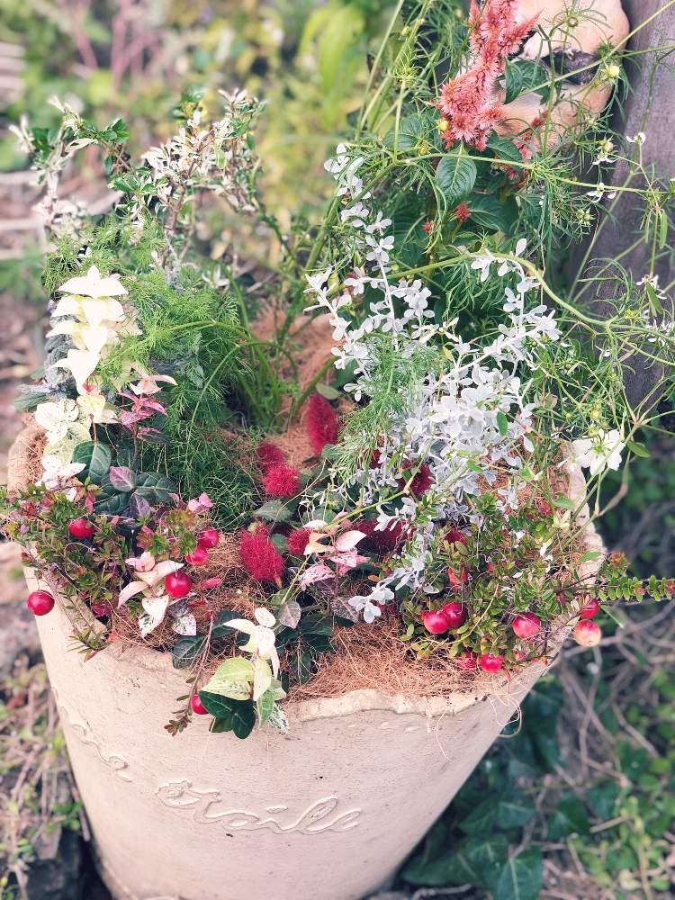 クランベリーの投稿画像 By 冬野はなさん 秋の寄せ植え 月10月23日 Greensnap グリーンスナップ