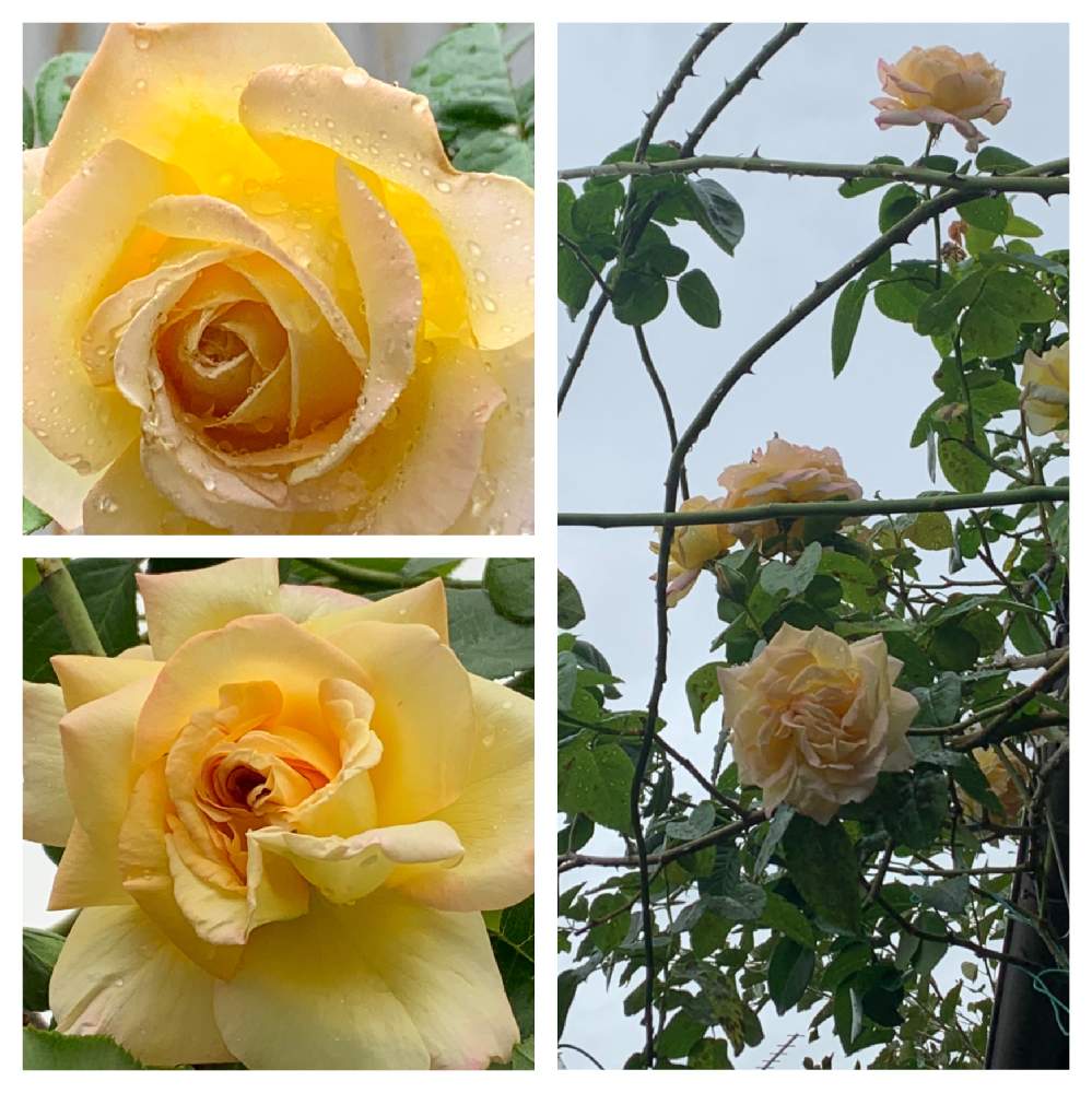 蔓薔薇ピースの投稿画像 By かずさん 素敵な薔薇のある暮らしとロザリアン と薔薇有機栽培と癒しとおうち園芸とお花大好き と花のある暮らしと地植え 月10月23日 Greensnap グリーンスナップ