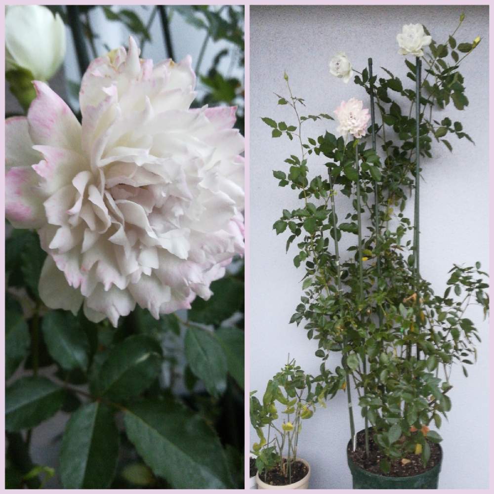 バラ ガブリエルの投稿画像 By るるさん ガブリエル バラとばら バラ 薔薇とgabriel ガブリエル とおうち園芸と綺麗とガーデニングと花 のある暮らしとバラ ミニバラとバルコニー ベランダとガブリエル バラとばら バラ 薔薇とgabriel ガブリエル とおうち園芸と綺麗