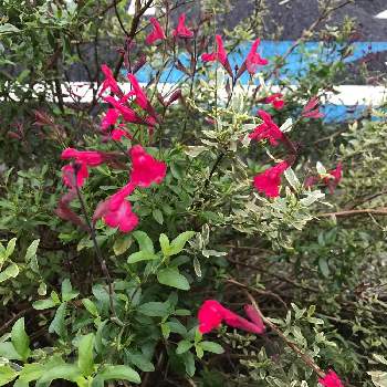 チェリーセージレッドの投稿画像一覧 Greensnap グリーンスナップ