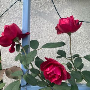 手作りの庭,バラ鉢植え,フロントガーデン,バラを楽しむ,バラのある暮らしの画像