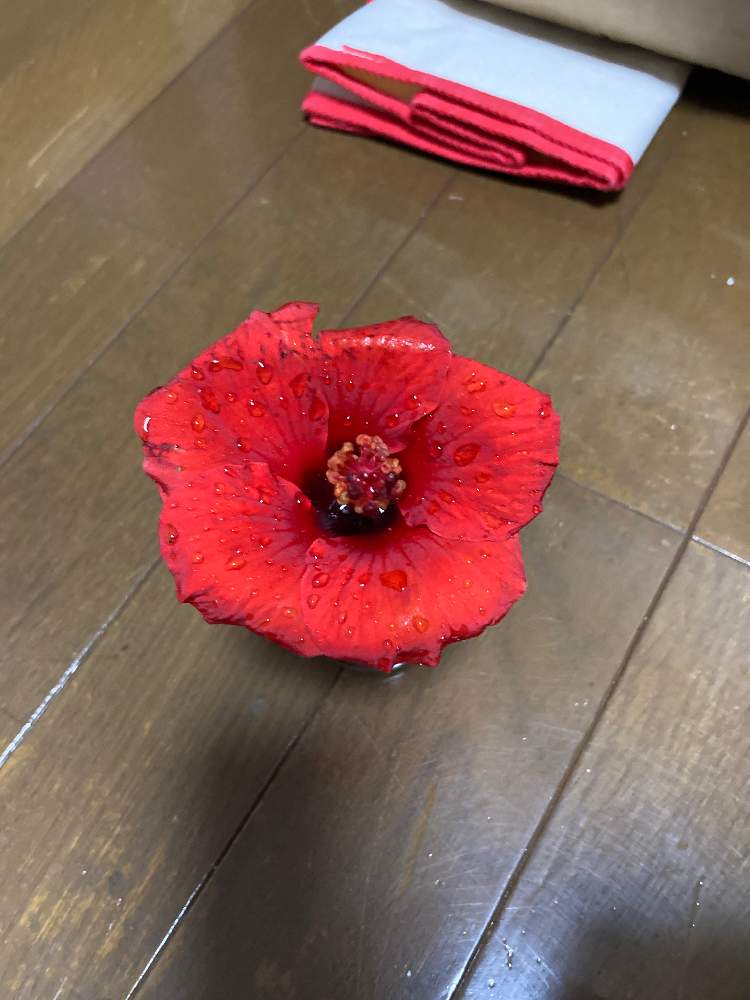 みのっちやんさんの投稿画像 月10月23日 Greensnap グリーンスナップ