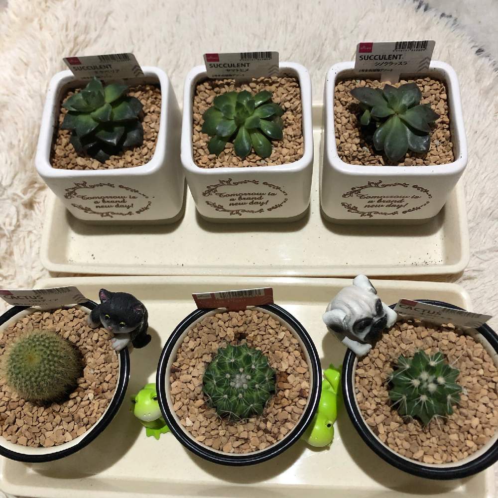 エケベリアの投稿画像 By Takaさん サボテン マミラリアとキンシャチとシノクラッスラ科とヤマトヒメとエケベリアとパロディア属と多肉植物と観葉植物と植物のあるくらしとおうち園芸 月10月23日 Greensnap グリーンスナップ