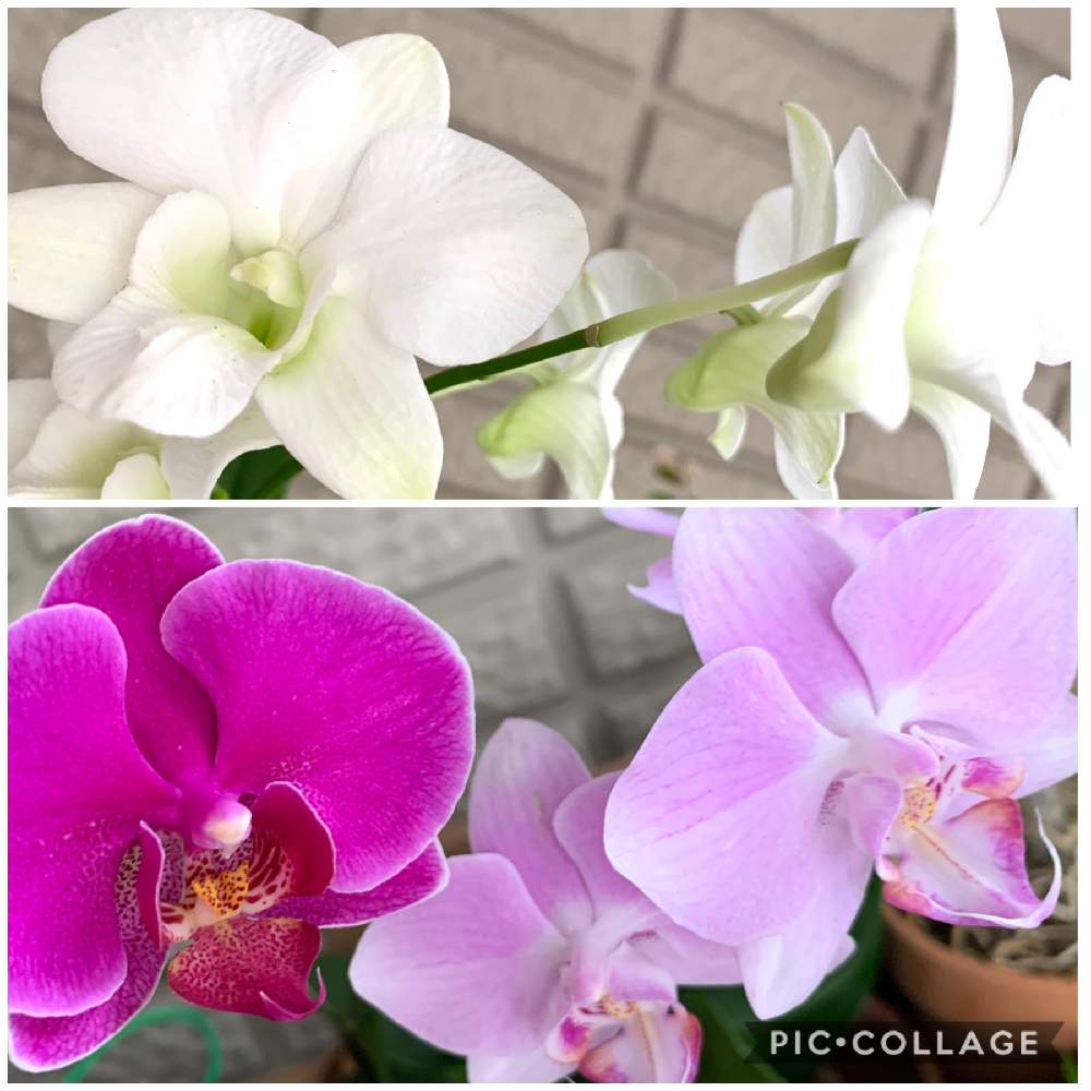 鉢植え 草花の投稿画像 By こっちゃんさん 胡蝶蘭の花とデンファレ とガーデニングと花のある暮らし 月10月23日 Greensnap グリーンスナップ