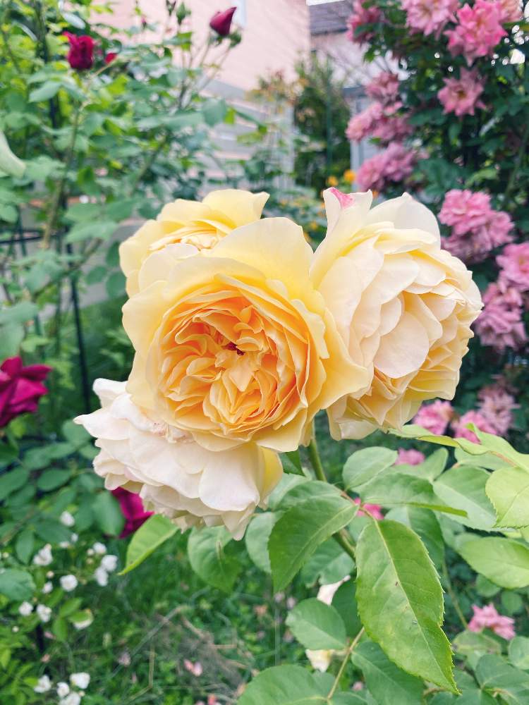 バラ グラハムトーマスの投稿画像 By 北国のバラさん 北国のバラとばら バラ 薔薇と北海道バラ栽培とバラのある暮らしとバラ 鉢植え とイングリッシュ ローズとお庭のバラとバラを楽しむと鉢バラ 月10月23日 Greensnap グリーンスナップ