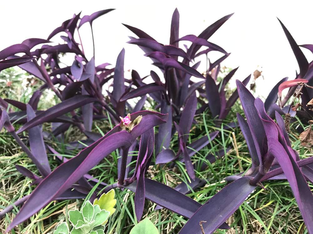 リラ さんの投稿画像 月10月23日 Greensnap グリーンスナップ