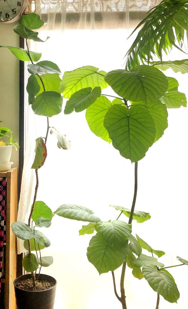 ウンベラータの投稿画像 By うさ吉さん シーグレープと観葉植物とがんばれと間延び 月10月23日 Greensnap グリーンスナップ