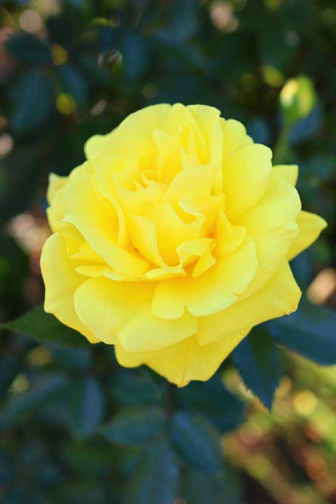 大船フラワーセンターに秋バラを見に行きました Greensnap グリーンスナップ