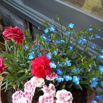 鉢うえの栽培の草花の画像 by 春の薔薇さん | 広い庭と軒下ガーデンとおうち園芸と鉢うえの栽培の草花