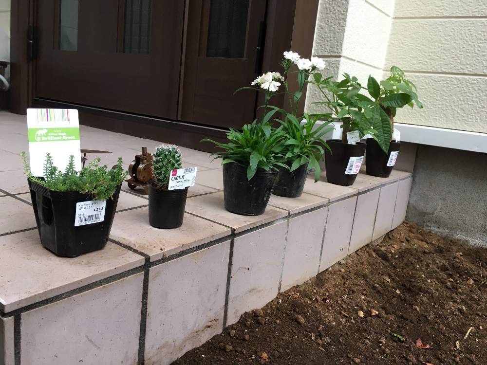 花壇づくりの記録 Greensnap グリーンスナップ