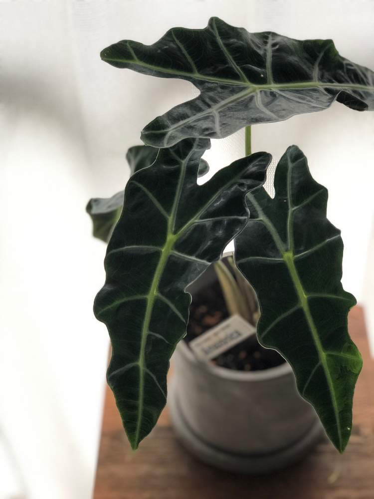 アロカシア アマゾニカの投稿画像 By そらさん 色々教えてください と観葉植物とグリーンのある暮らしとグリーンライフ とグリーンインテリアとわが家の観葉植物 と観葉植物初心者と育て方 教えてと仲間入り とグリーンある暮らしとインテリアグリーンとアロカシア