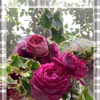 イヴピアッチェの画像 by もみじさん | 窓辺とイヴピアッチェとバラ イヴピアッチェとイヴ・ピアジェとイヴ・ピアジェと幸せと薔薇愛同盟とお庭の草花とバラ・切り花品種とお家大好きとおうち園芸とありがとうと全部GSのせいだと庭のばらと小さな小さな庭と花のある暮らしとばら 薔薇 バラとおうちで自然を感じると三種の神器と香りのバラ