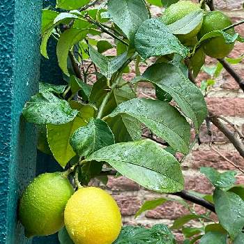 レモン　リスボンの画像 by Cookieさん | エントランスとリスボンレモンと10月とレモンの鉢植えと実なる木とレモンの木とレモン　リスボン
