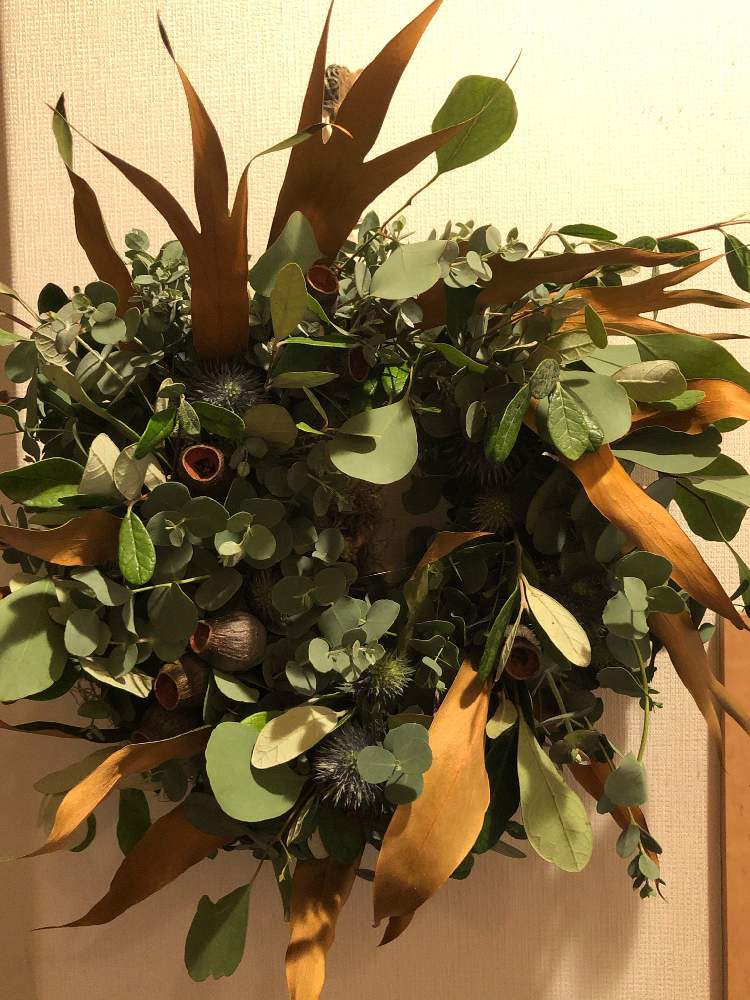 ユーカリ の投稿画像 By さらささん ドライフラワーのある暮らしとユーカリの実 とドライのリースと癒しの花とエキノプス とグレビレア とユーカリの ドライリース 月10月23日 Greensnap グリーンスナップ