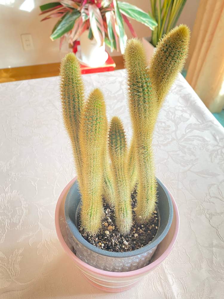 キンヒモ サボテンの投稿画像 By じゅんさん サボテンと多肉植物と黄金紐サボテンと金紐と部屋と多肉植物 月10月23日 Greensnap グリーンスナップ Greensnap グリーンスナップ