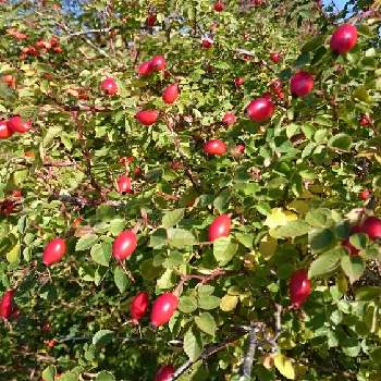 バラの実、の画像 by pasearさん | お出かけ先とバラの実、と赤い実とゆにガーデン