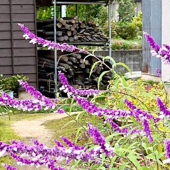 斎藤さんの庭の画像 by 織家さん | お出かけ先と山形とどこでも植物と斑入り好き♡と純白が好きとほんのりピンクが好きと斎藤さんの庭とiPhone撮影