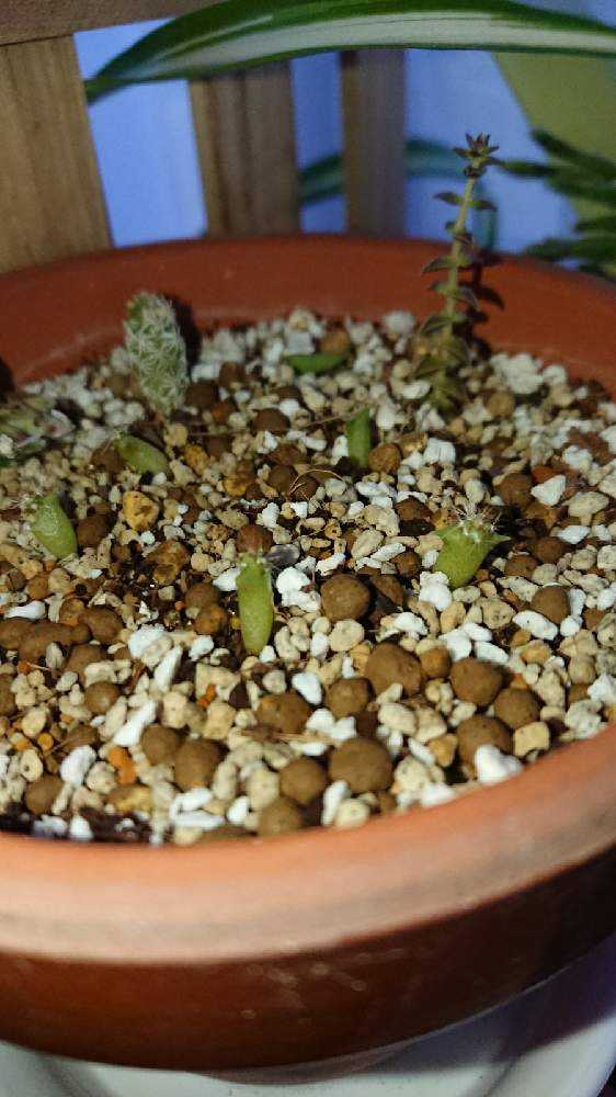 種まきサボテン Greensnap グリーンスナップ