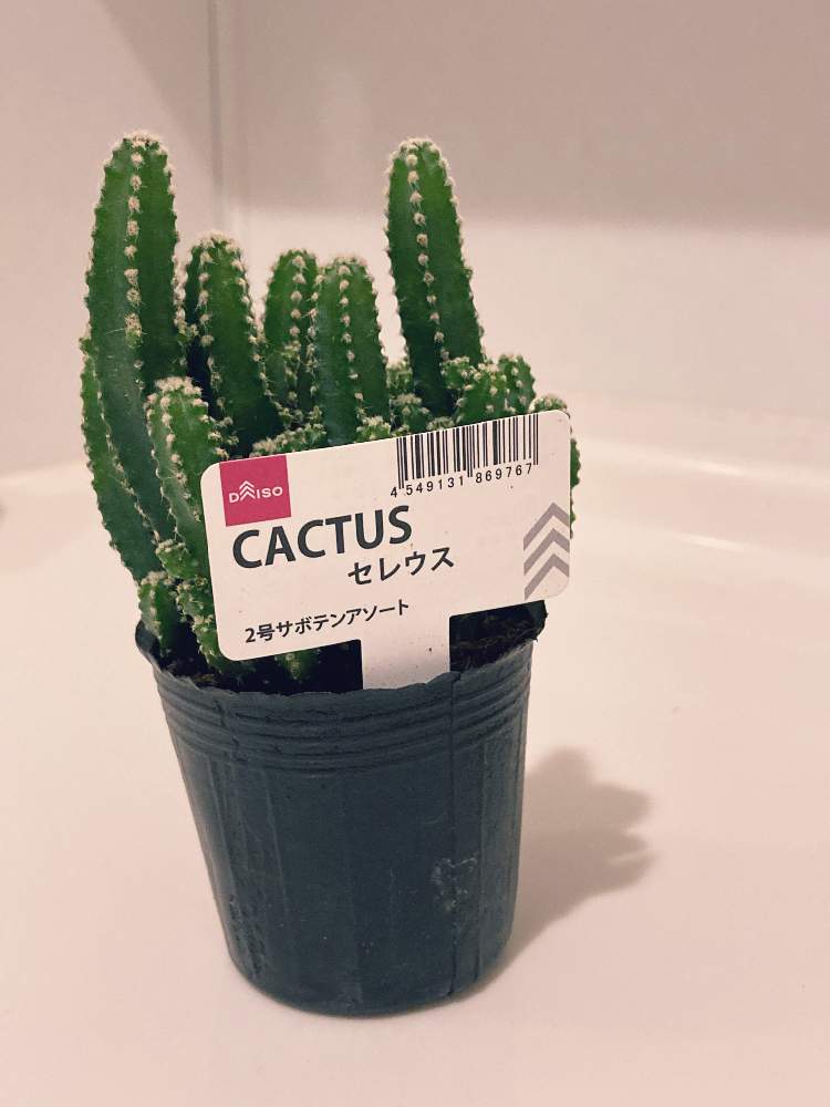 セレウスの投稿画像 By Amiさん ダイソー 月10月23日 Greensnap グリーンスナップ
