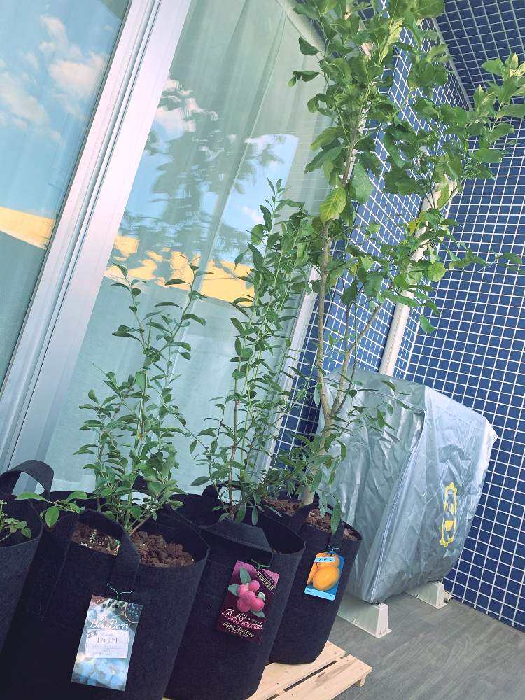 ブルーベリーの投稿画像 By あかりさん レモンとバルコニー ベランダと初心者と果樹と相談と初心者と果樹と相談 月10月23日 Greensnap グリーンスナップ Greensnap グリーンスナップ
