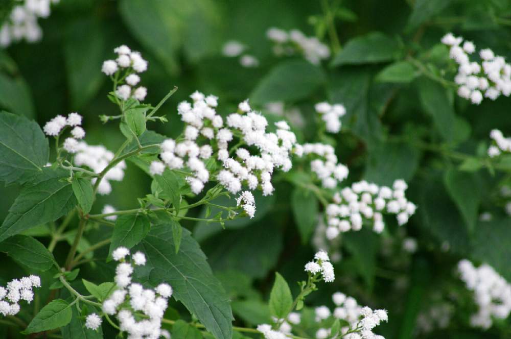 マルバフジバカマの投稿画像 By のんちゃんさん 植物園とくらべっことお出かけ先と植物園とくらべっこ 月10月23日 Greensnap グリーンスナップ Greensnap グリーンスナップ