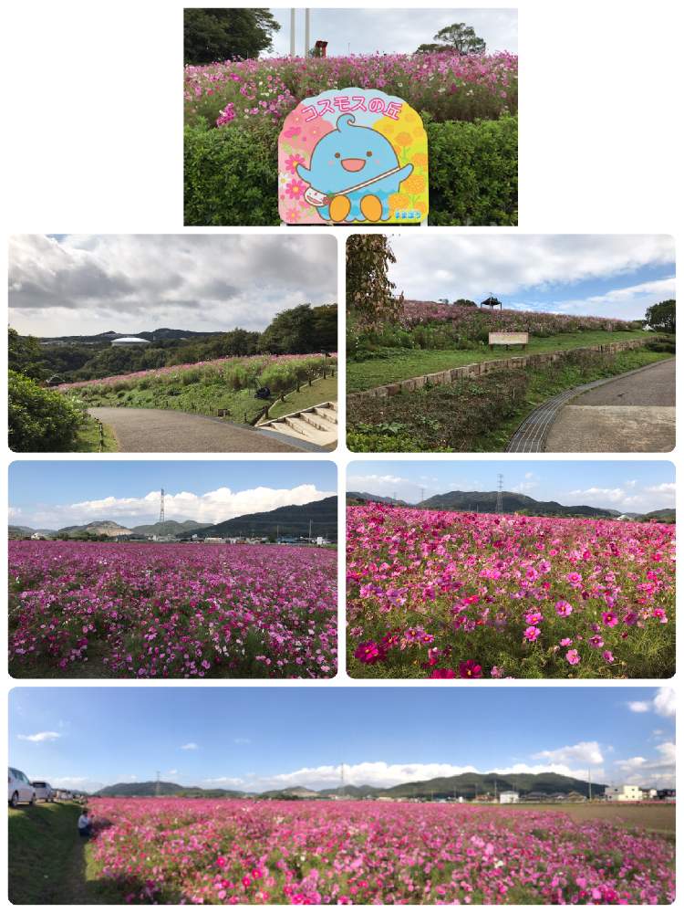 神戸市総合運動公園のコスモスの投稿画像 By Katsuhoさん 加古川市志方地区のコスモス 月10月23日 Greensnap グリーンスナップ