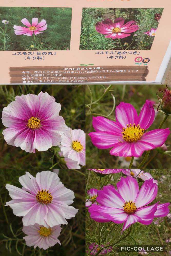 コスモスの投稿画像 By トリトンさん コスモス 日の丸とコスモス あかつきと昭和記念公園とキュンキュン乙女倶楽部と医療 介護の皆様に感謝といやされる とありがとう 嵐 とピンク ピンクと絞り好きとキュンキュン乙女倶楽部no 1と爽やかとかわいいと