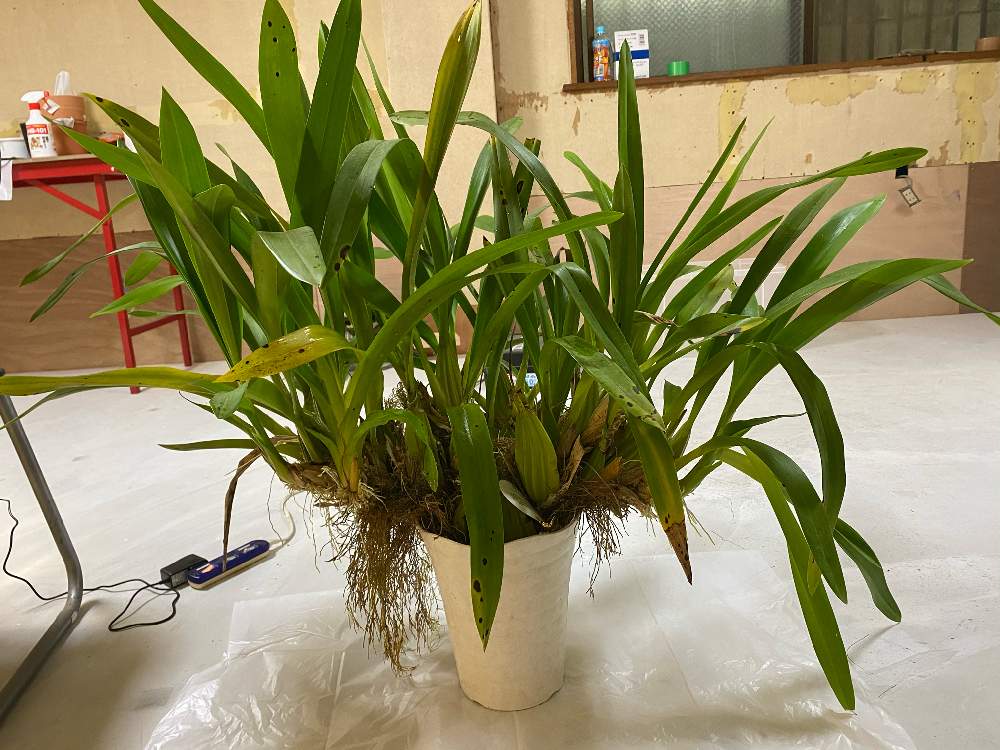 トゥインクルの植え替え Greensnap グリーンスナップ