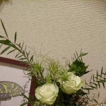 緑の薔薇　リューイーソーの画像 by さくらこさん | 玄関とライスフラワーとクレマチスの実と緑の薔薇　リューイーソー