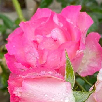 がんばる！の画像 by Be happy !さん | 小さな庭とbe happy❤️とばら バラ 薔薇とキレイなピンク色とおうち園芸とだいすき♥️とストロベリーアイスとがんばる！と可愛い〜♡と雨粒の宝石を纏うと四季を楽しむとかわいい花