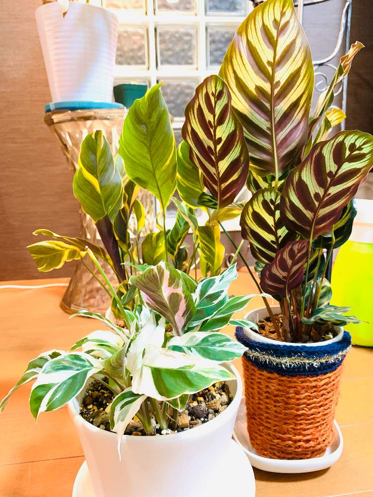 カラテア マコヤナの投稿画像 By Monstera375さん カラテア エンペラーとカラテア ホワイトフュージョンとボタニカルとみどりのある暮らしと観葉植物と葉っぱとカラテア属とカラテア大好き 月10月23日 Greensnap グリーンスナップ