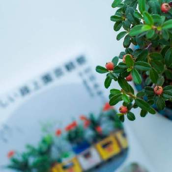 路上園芸の画像 by ayumitさん | 部屋と鉢植えとミニ盆栽とベランダーと路上園芸と盆栽初心者