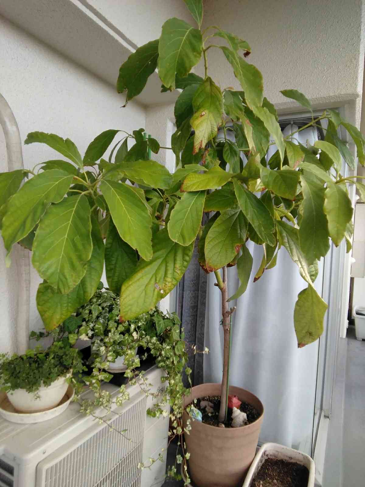 アボカド｜🍀GreenSnap（グリーンスナップ）