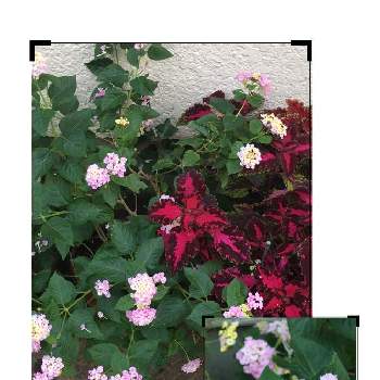 赤とピンクの画像 by manabeさん | コリウスとランタナと花のある暮らしと葉っぱの色がきれい～✴と赤とピンク
