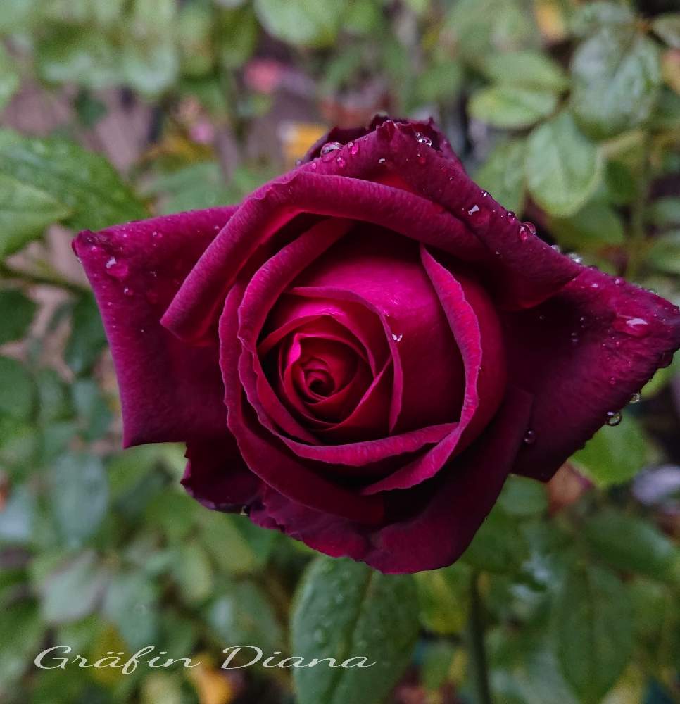 小さな庭の投稿画像 By ｙｕｍｉｋｏさん 色っぽい と私の癒し と薔薇愛同盟と花が好き と大好きと薔薇 グレーフィンディアナとおうち園芸とお花に癒されてと植中毒と薔薇が好き とたまらない と花のある暮らしとななちち印といい色 と色っぽい と私の癒し と