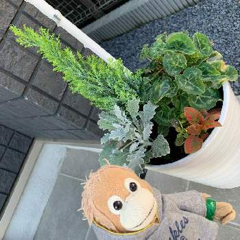 コニファー エンパイアの投稿画像一覧 Greensnap グリーンスナップ